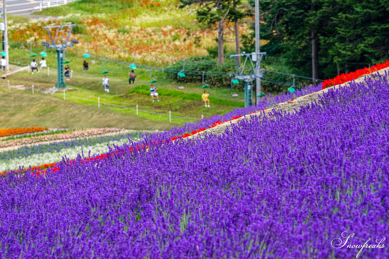 夏の北海道観光の定番・中富良野町の『ラベンダー畑』をカメラ散歩♪
